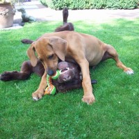 Chibale und Cazan
