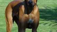 Chuna