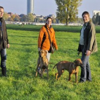 Herbstspaziergang am Düsseldorfer Rhein