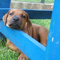 ....was in diesem kleinen Kerl wohl vorgeht...