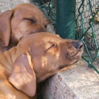 ...so genießt Hund die untergehende Abendsonne unter dem Weinstock