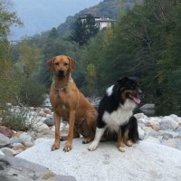 Whisky und Bashira am Lago Maggiore