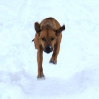 Im Tiefflug durch den Schnee