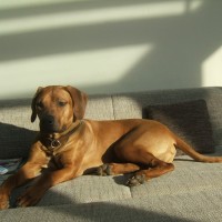 Hund im Lichtspiel