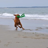 Chimbuko