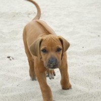 Sedi met de ridgebackblik