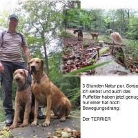 Terrier, unkaputtbar