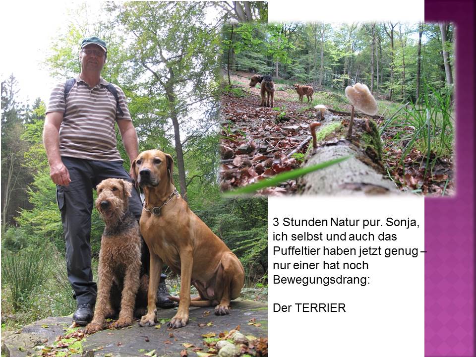 Terrier, unkaputtbar