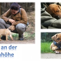 Sophienhöhe