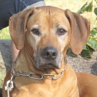 Geburtstagshund
