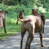 Hund in der Luft