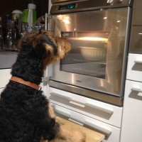 Yoda vor dem Backofen