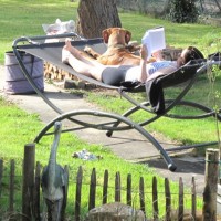 Sonnenanbeterinnen im Garten