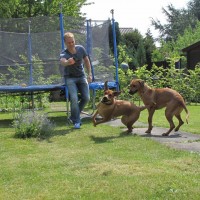 Ridgeback mit Spieltrieb