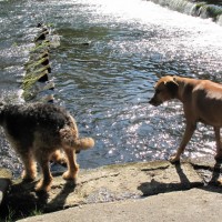 Johnny und das Puffeltier