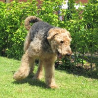 Terrier, spielend