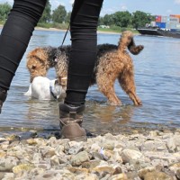 Begegnungen im Rheinwasser