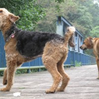 Rurbrücke bei Kirchberg