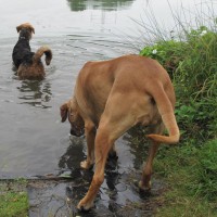 Puffeltier und Wasser