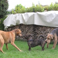 2 unermüdliche und 1 Puffeltier