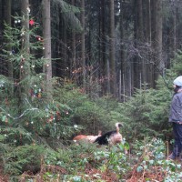 Weihnachtsbaum im Wald