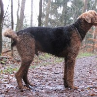 schmutzige Hunde-Locke