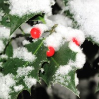 Farbklecks im Winterwald