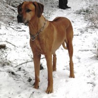 Dame im Schnee