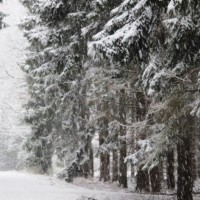 Schneeflocken