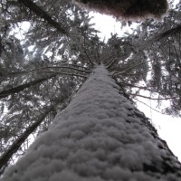 Schneebäume