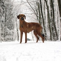 Bashira im Schnee