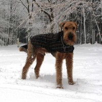 Terrier im neuen Wintermäntelchen