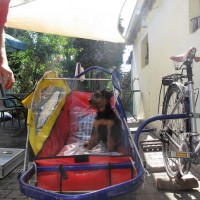 Hundetransporter