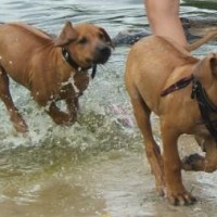 ...und sie gehen doch ins Wasser...