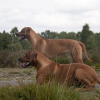 mooi liggen en staan voor de foto