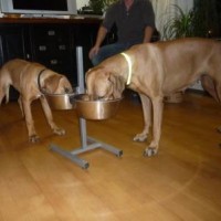Bashira und Chelewa