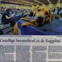 Sedi Pressebericht zur Ausstellung Januar 2011