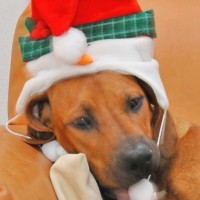 Weihnacht1 Chetezo