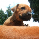 Rhodesian Ridgeback Rheinland