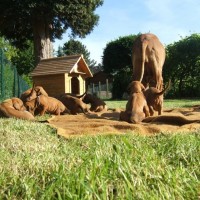 Rhodesian Ridgeback Rheinland