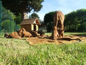 Rhodesian Ridgeback Rheinland