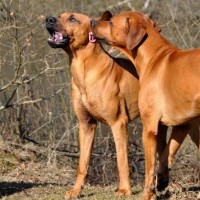 Ghandi und Vater Akono