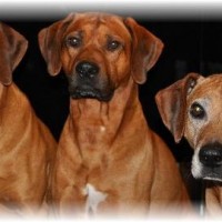 Ghandi, Akono und Nabu
